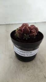 ASTROPHYTUM MYRIOSTIGMA "COLÔNIA"  Nº 974 – vaso 09 - Imagem 2