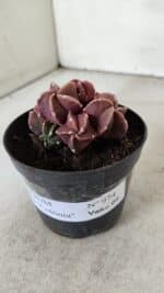 ASTROPHYTUM MYRIOSTIGMA "COLÔNIA"  Nº 974 – vaso 09 - Imagem 9