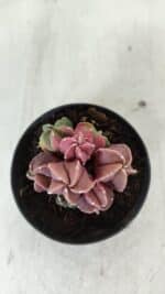 ASTROPHYTUM MYRIOSTIGMA "COLÔNIA"  Nº 974 – vaso 09 - Imagem 3