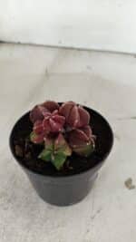 ASTROPHYTUM MYRIOSTIGMA "COLÔNIA"  Nº 974 – vaso 09 - Imagem 6