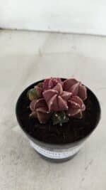 ASTROPHYTUM MYRIOSTIGMA "COLÔNIA"  Nº 974 – vaso 09 - Imagem 7