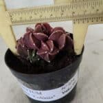 ASTROPHYTUM MYRIOSTIGMA "COLÔNIA"  Nº 974 – vaso 09