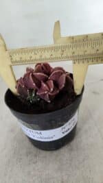 ASTROPHYTUM MYRIOSTIGMA "COLÔNIA"  Nº 974 – vaso 09