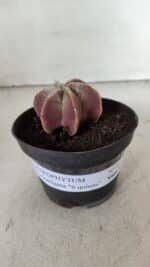 ASTROPHYTUM MYRIOSTIGMA "6 Quinas" Nº 977 – vaso 11 - Imagem 2