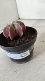 ASTROPHYTUM MYRIOSTIGMA "6 Quinas" Nº 977 – vaso 11 - Imagem 9