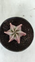 ASTROPHYTUM MYRIOSTIGMA "6 Quinas" Nº 977 – vaso 11 - Imagem 3