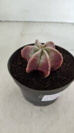 ASTROPHYTUM MYRIOSTIGMA "6 Quinas" Nº 977 – vaso 11 - Imagem 8