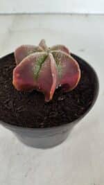 ASTROPHYTUM MYRIOSTIGMA "6 Quinas" Nº 977 – vaso 11 - Imagem 7