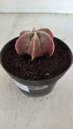 ASTROPHYTUM MYRIOSTIGMA "6 Quinas" Nº 977 – vaso 11 - Imagem 6