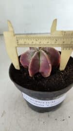 ASTROPHYTUM MYRIOSTIGMA "6 Quinas" Nº 977 – vaso 11 - Imagem 4