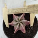 ASTROPHYTUM MYRIOSTIGMA "6 Quinas" Nº 977 – vaso 11