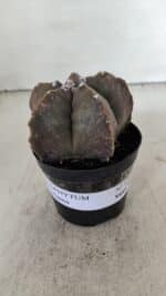 ASTROPHYTUM MYRIOSTIGMA Nº 978 – vaso 09 - Imagem 2