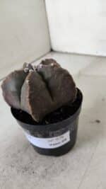 ASTROPHYTUM MYRIOSTIGMA Nº 978 – vaso 09 - Imagem 7