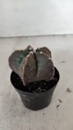 ASTROPHYTUM MYRIOSTIGMA Nº 978 – vaso 09 - Imagem 6