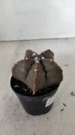 ASTROPHYTUM MYRIOSTIGMA Nº 978 – vaso 09 - Imagem 5