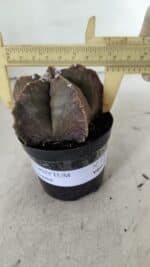 ASTROPHYTUM MYRIOSTIGMA Nº 978 – vaso 09 - Imagem 4