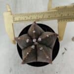 ASTROPHYTUM MYRIOSTIGMA Nº 978 – vaso 09