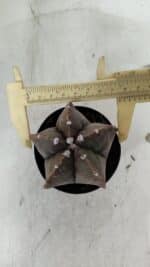 ASTROPHYTUM MYRIOSTIGMA Nº 978 – vaso 09