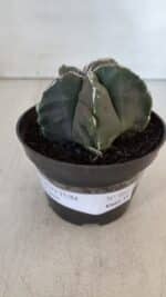ASTROPHYTUM MYRIOSTIGMA Nº 980 – vaso 11 - Imagem 2