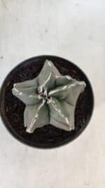 ASTROPHYTUM MYRIOSTIGMA Nº 980 – vaso 11 - Imagem 3