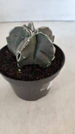 ASTROPHYTUM MYRIOSTIGMA Nº 980 – vaso 11 - Imagem 7