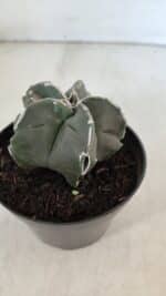 ASTROPHYTUM MYRIOSTIGMA Nº 980 – vaso 11 - Imagem 9