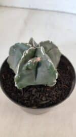 ASTROPHYTUM MYRIOSTIGMA Nº 980 – vaso 11 - Imagem 8