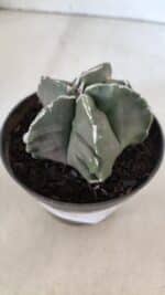 ASTROPHYTUM MYRIOSTIGMA Nº 980 – vaso 11 - Imagem 6