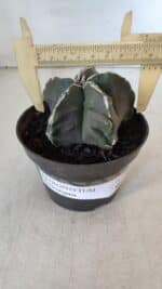 ASTROPHYTUM MYRIOSTIGMA Nº 980 – vaso 11 - Imagem 4