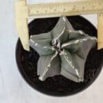 ASTROPHYTUM MYRIOSTIGMA Nº 980 – vaso 11