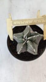 ASTROPHYTUM MYRIOSTIGMA Nº 980 – vaso 11