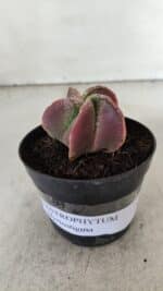 ASTROPHYTUM MYRIOSTIGMA Nº 981 – vaso 09 - Imagem 2