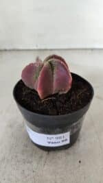 ASTROPHYTUM MYRIOSTIGMA Nº 981 – vaso 09 - Imagem 8