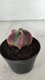 ASTROPHYTUM MYRIOSTIGMA Nº 981 – vaso 09 - Imagem 7