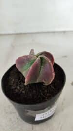 ASTROPHYTUM MYRIOSTIGMA Nº 981 – vaso 09 - Imagem 6