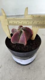 ASTROPHYTUM MYRIOSTIGMA Nº 981 – vaso 09 - Imagem 4