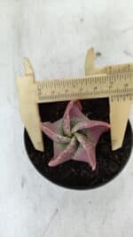 ASTROPHYTUM MYRIOSTIGMA Nº 981 – vaso 09