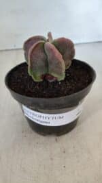 ASTROPHYTUM MYRIOSTIGMA Nº 982 – vaso 11 - Imagem 2