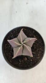 ASTROPHYTUM MYRIOSTIGMA Nº 985 – vaso 11 - Imagem 3