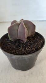 ASTROPHYTUM MYRIOSTIGMA Nº 985 – vaso 11 - Imagem 8