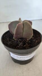 ASTROPHYTUM MYRIOSTIGMA Nº 985 – vaso 11 - Imagem 6