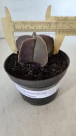 ASTROPHYTUM MYRIOSTIGMA Nº 985 – vaso 11 - Imagem 4