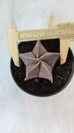 ASTROPHYTUM MYRIOSTIGMA Nº 985 – vaso 11