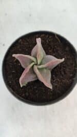 ASTROPHYTUM MYRIOSTIGMA Nº 982 – vaso 11 - Imagem 3