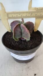 ASTROPHYTUM MYRIOSTIGMA Nº 982 – vaso 11 - Imagem 4