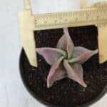 ASTROPHYTUM MYRIOSTIGMA Nº 982 – vaso 11