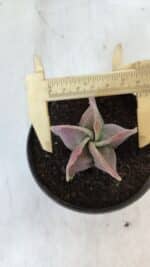 ASTROPHYTUM MYRIOSTIGMA Nº 982 – vaso 11