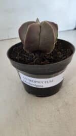 ASTROPHYTUM MYRIOSTIGMA Nº 985 – vaso 11 - Imagem 2