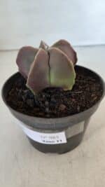 ASTROPHYTUM MYRIOSTIGMA Nº 985 – vaso 11 - Imagem 9
