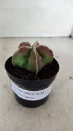 ASTROPHYTUM MYRIOSTIGMA Nº 983 – vaso 09 - Imagem 2